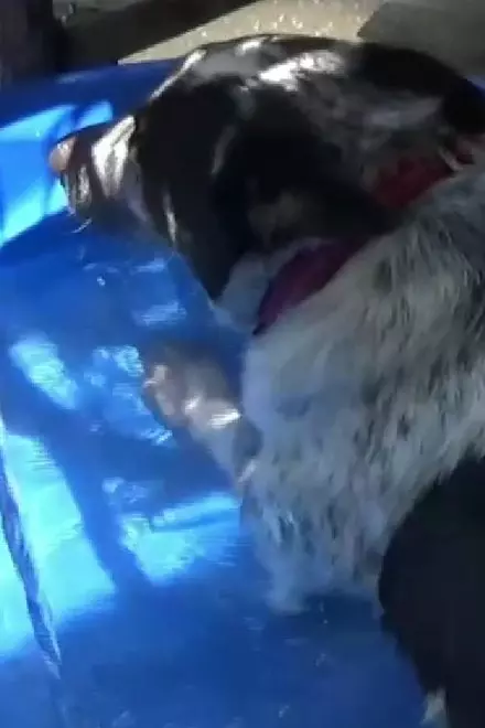 Dog in a Swimming Pool